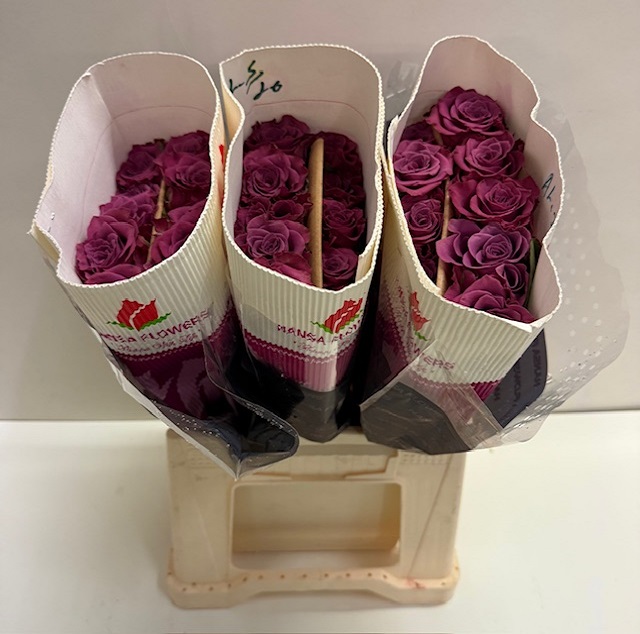 Rosa gr ascot HS.jpg